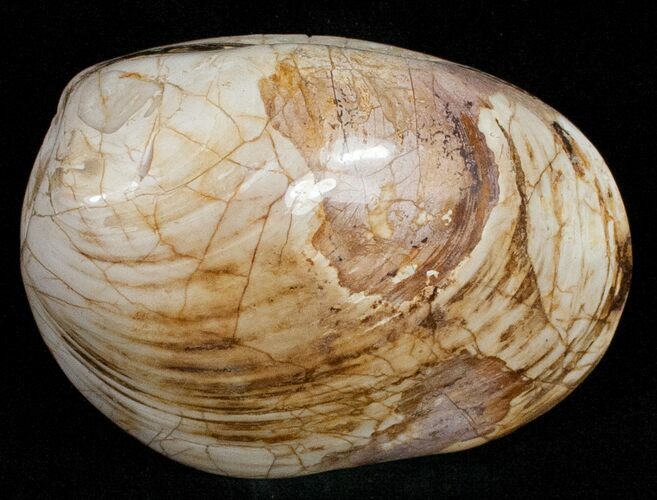 Wide Polished Fossil Clam - Jurassic #12078